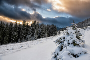 Beautiful winter landscape. Snow-covered spruce trees in the mountains and a dramatic sky with sunset clouds.