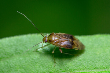 Plant bug on a leaf, family Miridae