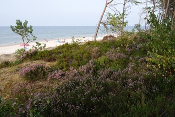 Dunas with blooming heather and beach with white sand and sunbathing people on Baltic sea in...