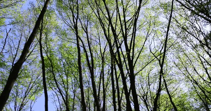 new green foliage on deciduous trees in the forest in the spring season, different trees in the forest in the spring