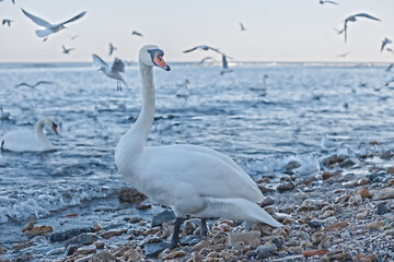 White swan on the seashore, water drops on feathers
