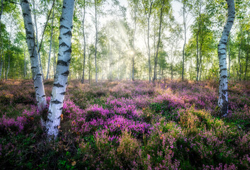 Beautiful morning in the forest full of heather flowers