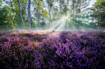 Beautiful morning in the forest full of heather flowers