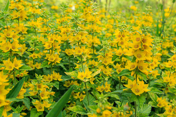 Obraz premium Field flower Dotted loosestrife, Lysimachia punctata in nature.