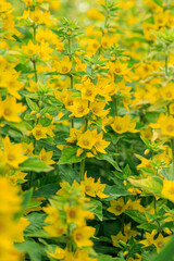 Field flower Dotted loosestrife, Lysimachia punctata in nature.