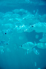 Fototapeta premium fish swimming in the sea