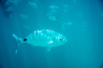 fish swimming in the sea