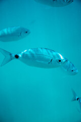 fish swimming in the sea