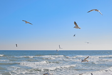 Seagulls gracefully soaring in the air over the sea coast, sea waves in the rays of the sun