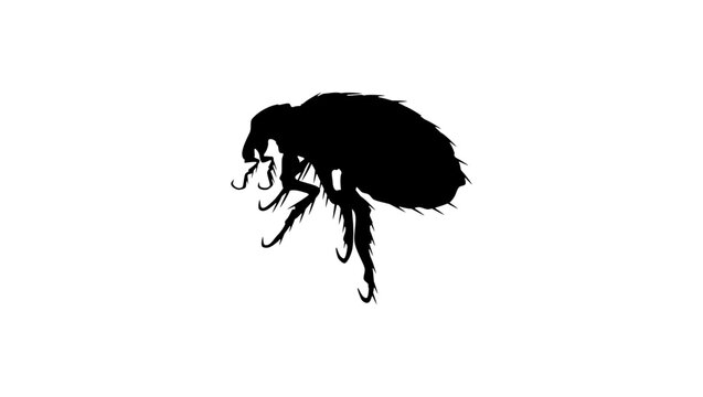 flea silhouette