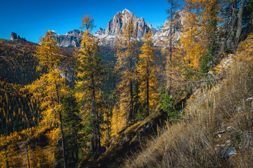 Autumn larch forest and lacy mountain peaks in the Dolomites