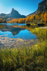 Colorful larch forest on the shore of the lake Federa