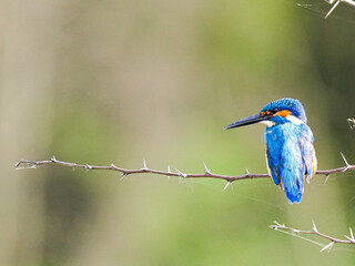 kingfisher on branch