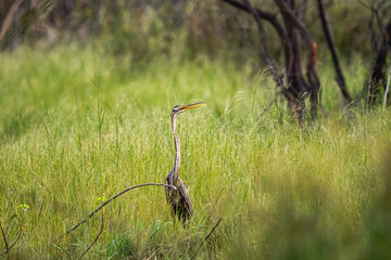 heron