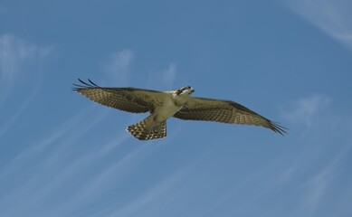 Juvenile Osprey flying