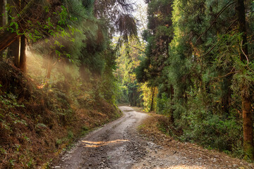 Fototapeta na wymiar Unpaved road passing through dense forest at Lava in district of Kalimpong hill station in India