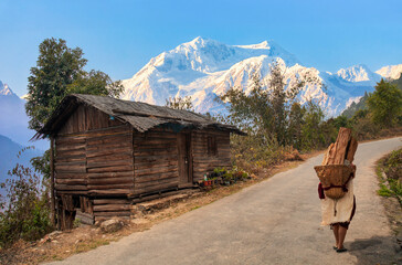 Old village man carrying firewood on his back walks along a mountain road with view of the majestic Himalaya range in the background at Tinchuley Darjeeling, India.