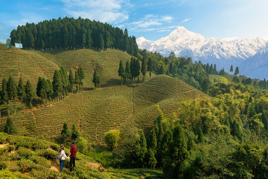 Beautiful scenic landscape with view of tea plantations on the mountain slopes and the Kanchenjunga Himalaya range at Tinchuley, Darjeeling, India