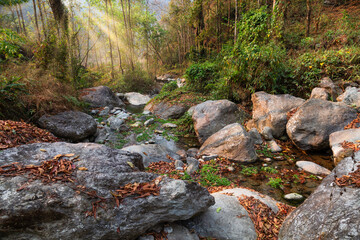 Forest stream with morning sunrays coming through the woods at Bidyang valley in the district of Kalimpong, West Bengal, India