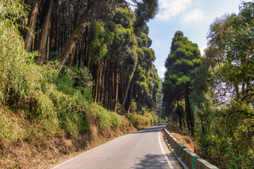 Mountain highway road lined with tall pine trees at Darjeeling district, India