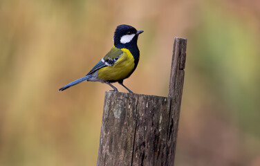 Great tit bird with yellow and black plumage commonly found in North India