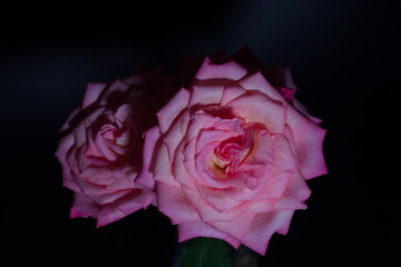 Pink rose on a black background, isolated and beautiful, symbolizing love and romance in a floral blossom