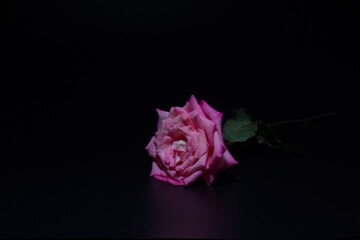 Black background showcasing a striking pink rose, symbolizing love and beauty in nature's romantic...
