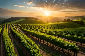 Crédence de cuisine en verre imprimé Vignoble vineyard at sunset