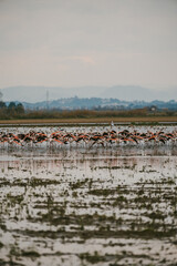 flamingos at sunset in the lake