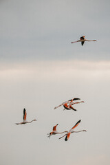 flamingos at sunset in the lake