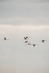 flamingos at sunset in the lake