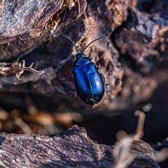 beetle on the ground