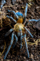Yellow blue bottle tarantula Pseudhapalopus sp. Colombia