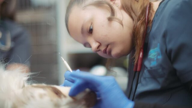 A veterinarian cleaning a dog's teeth during a dental procedure. Slow motion. 