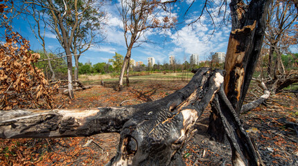 Burnt trees in the park