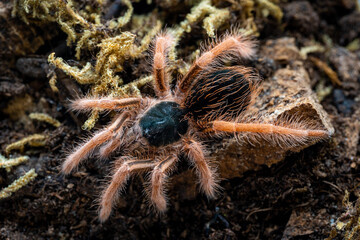Colombian giant red leg tarantula Megaphobema robustum