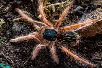 Colombian giant red leg tarantula Megaphobema robustum