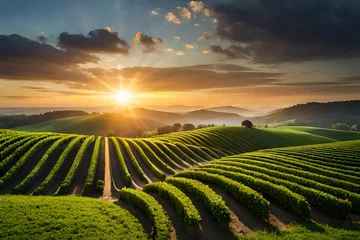 Deurstickers vineyard in sunset © sharoz arts 