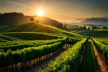 Fotobehang vineyard at sunset © sharoz arts 
