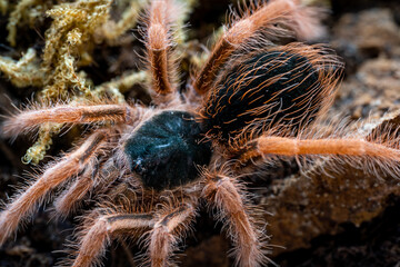 Colombian giant red leg tarantula Megaphobema robustum