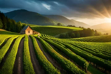 Foto op Plexiglas vineyard at sunset © sharoz arts 