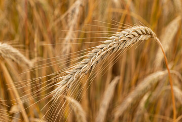 Close up of wheat ear in front of golden wheat field
