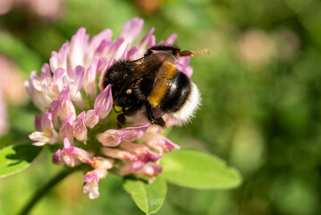 Macro photo of a buff-tailed bumblebee (bombus terrestris) collecting pollen from a yellow blooming thistle