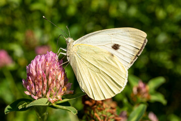 Close-up of a small white butterfly, also known as cabbage white or cabbage butterfly (Pieris rapae), picking pollen from flowering clover