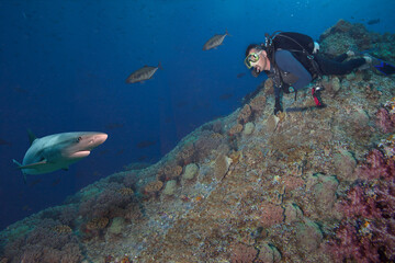 Scuba diver observes big shark.