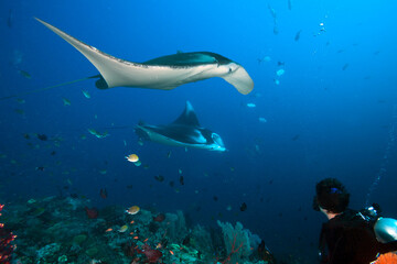 Diver observes a pair of Manta Rays.