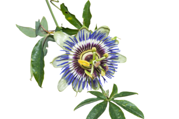 Passiflora Transparent Background