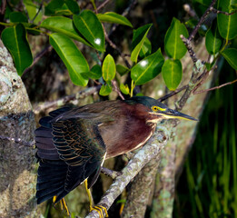 Florida Birds 