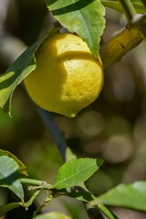 Primer plano de un limón en las ramas de un árbol
