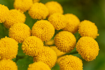 Macro shot of blooming common tansy (Tanacetum vulgare) with bright yellow blossoms